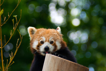Fototapeta premium Panda hiding behind the tree trunk