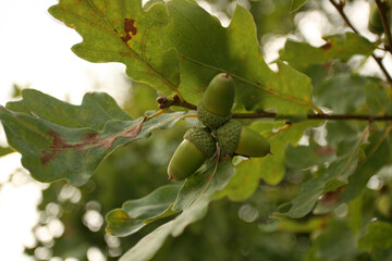 oak acorns