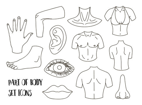 Body parts icons set