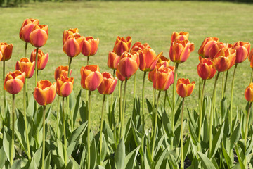 Obraz premium Tulips in the park background.
