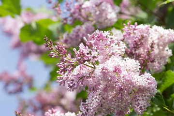 pink lilac