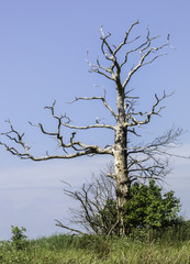 dead tree