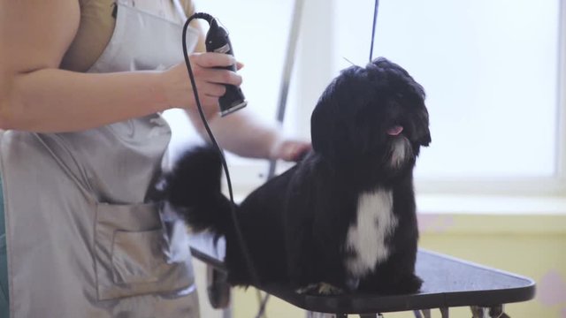 Grooming dog fur at salon long shot 4K