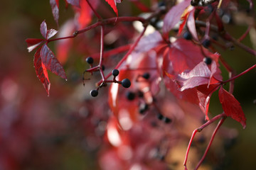 Virginia creeper