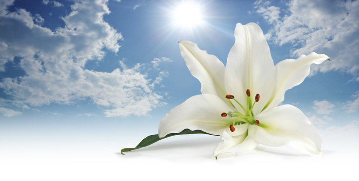 Pure white Lily against a sunny blue sky - lily head in foreground   with fluffy clouds and sunny blue sky behind 