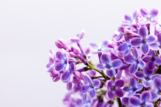 N&auml;rbild p&aring; lila syrener mot vit bakgrund