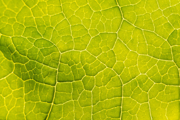 Abstract leaf texture for background