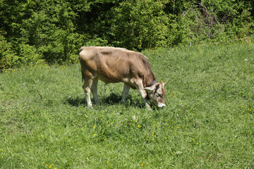 Kalb auf der Almweide