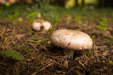 Wild Mushroom in a Woodland Setting