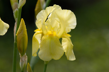 Iris germanica