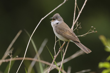 Whitethroat Sylvia communis - singing male