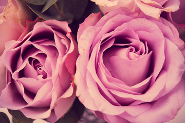 Fresh pink roses macro shot, summer flowers, vintage style