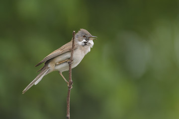 Whitethroat Sylvia communis - singing male, natural green background 