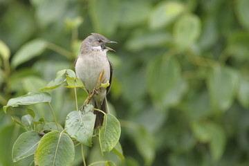 Whitethroat Sylvia communis - singing male