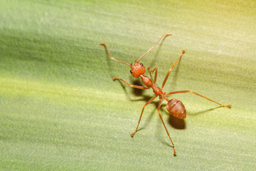 red ant