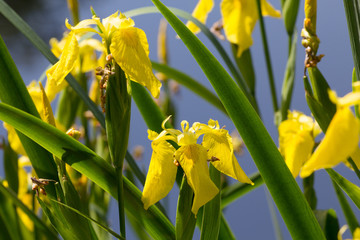 Iris pseudacorus