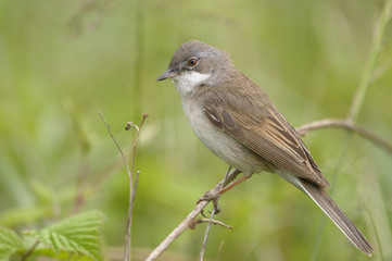 Whitethroat Sylvia communis - adult male, portrait, natural background
