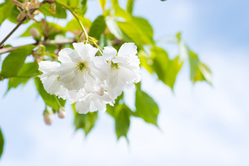 White sakura flowers on a spring cherry tree