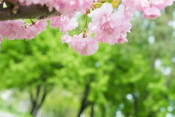 Pink sakura flowers on a spring cherry tree