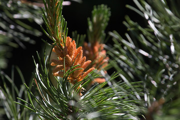 flowers pine