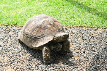 Schildkröte auf Wanderschaft