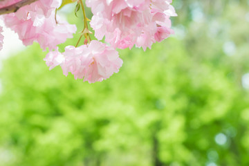 Pink sakura flowers on a spring cherry tree