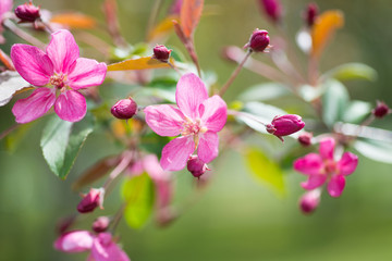 Blossom of pink sakura flowers
