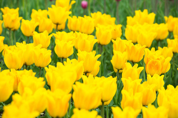 Yellow tulips in the park
