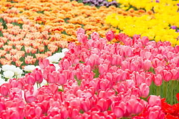 Field of colorful flowers tulips