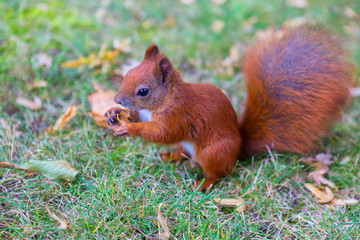 Naklejka na ściany i meble red squirrel on grass