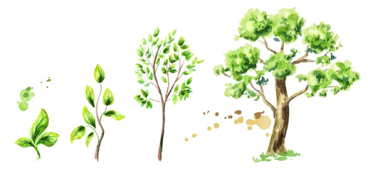 Wachstum und Entwicklung. Aquarell-Illustration © dariaustiugova