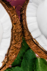 Half of a coconut lies on green leaves