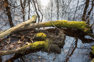 Branches in a pond with moss