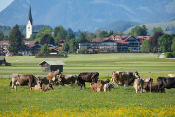 Rinderherde