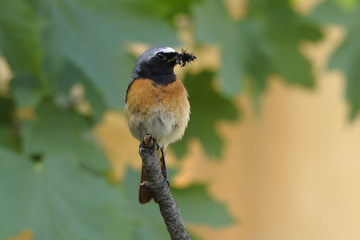 Redstart Phoenicurus phoenicurus - male carrying food for nestlings, natural background
