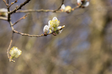 Willow blossoms