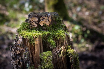 Tree stump with moss