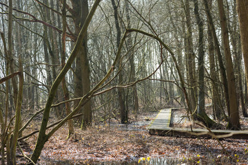 walkway through the forest