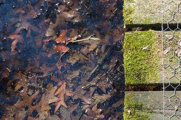 closeup walkway with moss over the pond