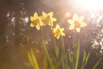 Daffodils backlit