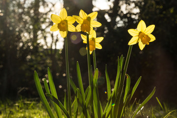 Daffodils