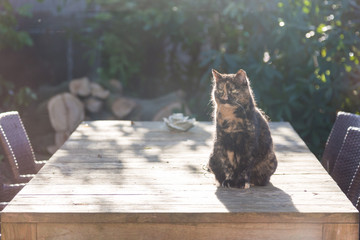 Tortoiseshell cat in the garden