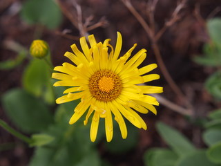 Doronicum orientale (Leopard's Bane)   