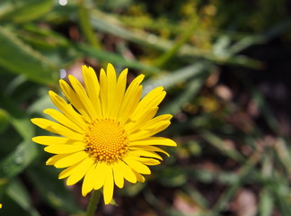 Doronicum orientale (Leopard's Bane)   