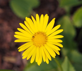 Doronicum orientale (Leopard's Bane)   