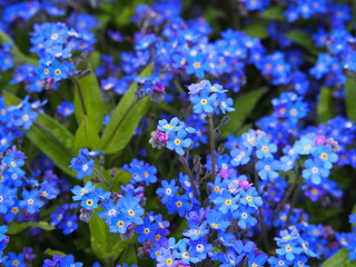 Myosotis alpestris - alpine forget-me-not 