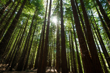 redwood secuoya