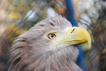 Portrait of a juvenile White-tailed eagle (Haliaeetus albicilla)