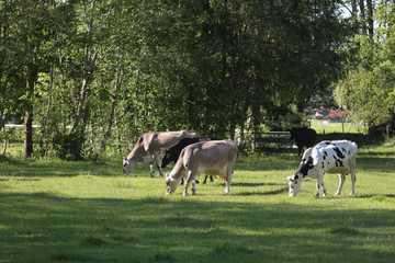 Fototapeta premium Kühe auf der Weide