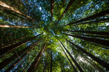 Fototapeta na wymiar redwood forest